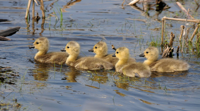 Обои картинки фото животные, утки, озеро, растительность, утята
