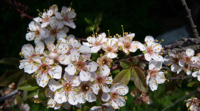 Обои картинки фото цветы, цветущие, деревья, кустарники, алыча, красная
