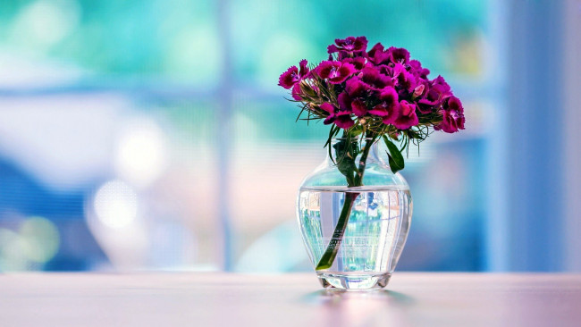 Обои картинки фото цветы, гвоздики, сиреневый