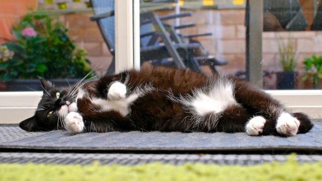 Обои картинки фото животные, коты, кот, подоконник