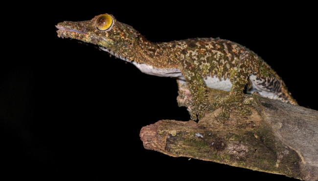 Обои картинки фото животные, крокодилы, сучок, крокодильчик