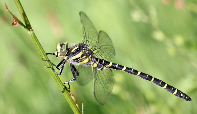 Обои картинки фото животные, стрекозы, стрекоза, травинка