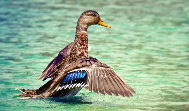 Обои картинки фото животные, утки, вода, утка