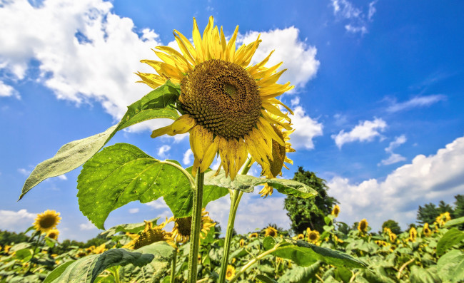 Обои картинки фото цветы, подсолнухи, поле