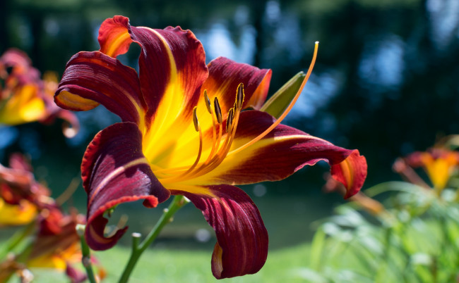 Обои картинки фото цветы, лилии, лилейники, тычинки, лепестки, цветок