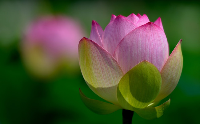 Обои картинки фото цветы, лотосы