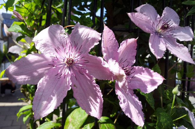 Обои картинки фото цветы, клематис, ломонос, лепестки