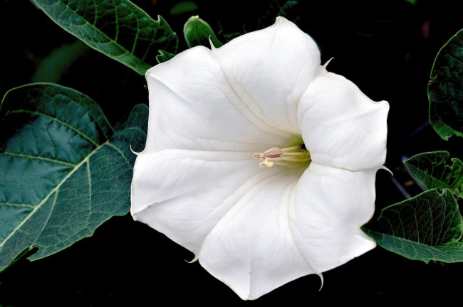 Обои картинки фото цветы, бругмансия, дурман, трубы, ангела, макро