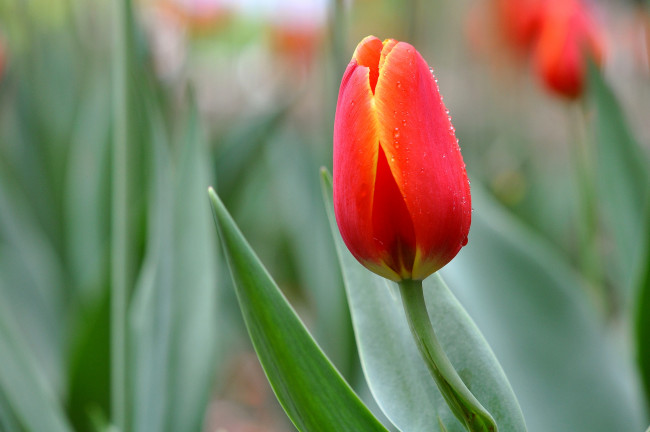 Обои картинки фото цветы, тюльпаны, бутон