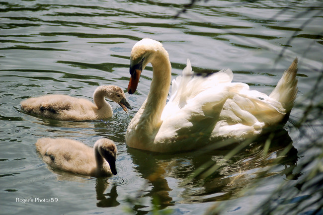 Обои картинки фото животные, лебеди, вода, птенцы