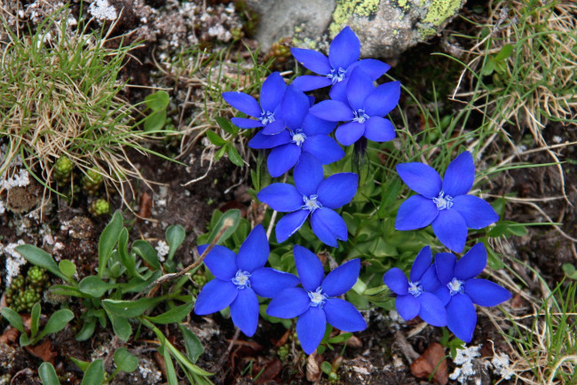 Обои картинки фото цветы, горечавки, синий