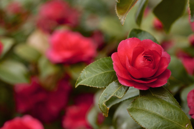 Обои картинки фото цветы, камелии, дерево