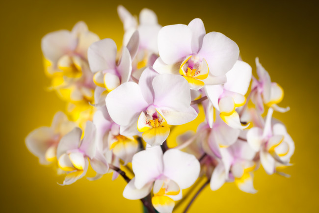 Обои картинки фото цветы, орхидеи, ветки