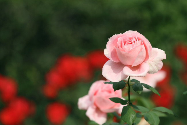 Обои картинки фото цветы, розы, розовый