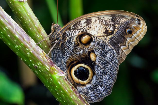 Обои картинки фото животные, бабочки, бабочка, травинка