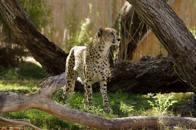 Обои картинки фото животные, гепарды, гепард