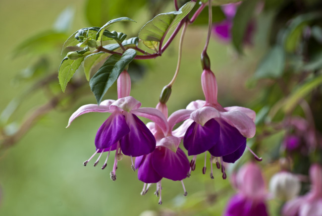 Обои картинки фото цветы, фуксия