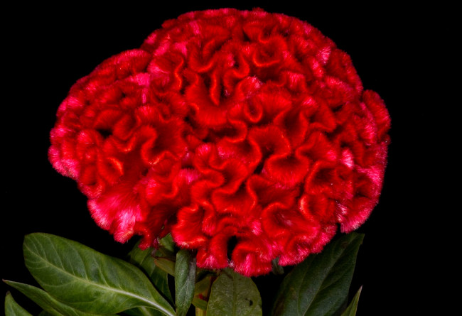 Обои картинки фото цветы, амаранты, гребешок