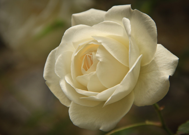 Обои картинки фото цветы, розы, роза, бутон, лепестки