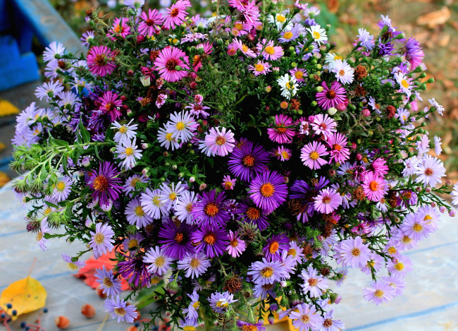 Обои картинки фото цветы, астры, татарские