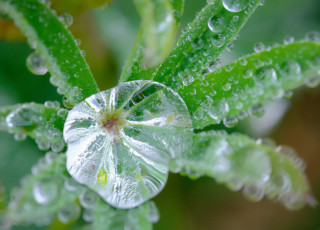 Картинка природа макро роса листья растение вода капли