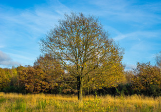 Картинка природа деревья лес дерево поляна