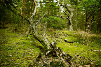 Картинка природа лес коряга поляна