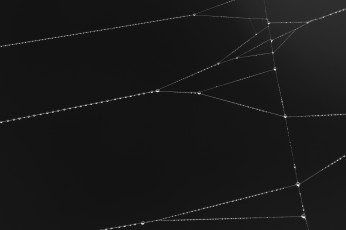 Картинка природа макро паутина фон капли