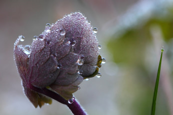 Картинка природа макро роса утро вода капли листья травинка