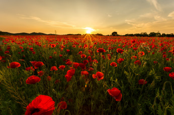 Картинка природа восходы закаты поле маки заря