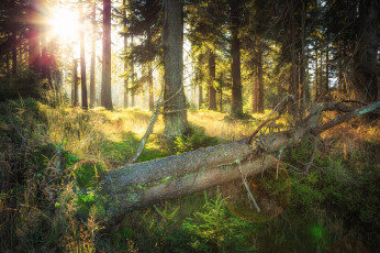 Картинка природа восходы закаты свет лес