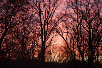 Картинка природа деревья закат небо облака