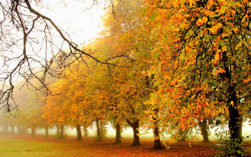 Картинка природа деревья парк лес дорога