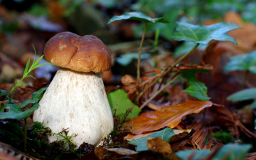 Картинка природа грибы шляпка