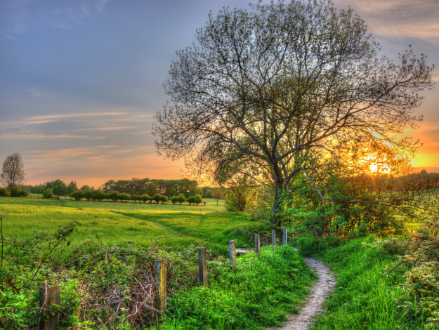 Обои картинки фото природа, восходы, закаты, заря, дерево, изгородь, тропинка, поле