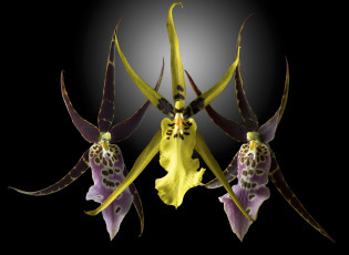 Картинка цветы орхидеи