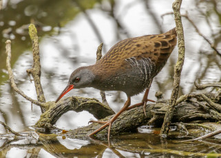 Картинка water+rail животные птицы водяной пастушок