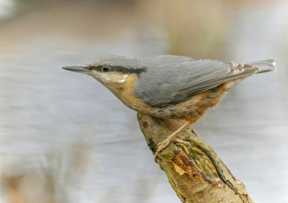 Картинка животные поползни поползень
