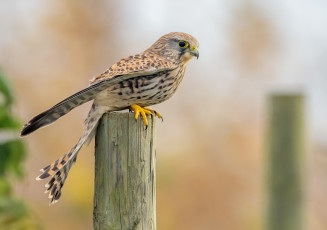 Картинка kestrel животные птицы+-+хищники пустельга