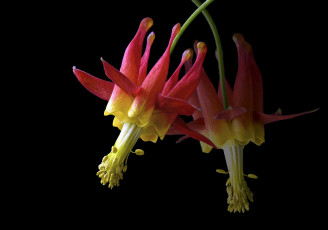 Картинка цветы аквилегия+ водосбор черный фон цветок