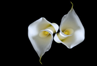 Картинка цветы каллы черный фон