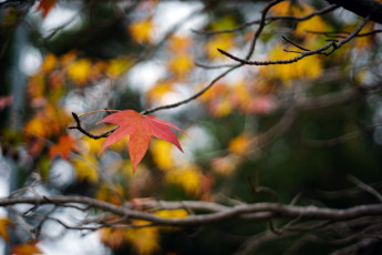 Картинка природа листья ветка макро осень