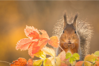 Картинка животные белки листья белка грызун животное осень