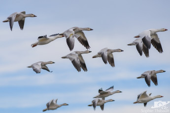 Картинка животные гуси полёт небо стая летят
