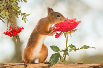 Картинка животные белки роза цветок дерево рябина ягоды белка грызун животное