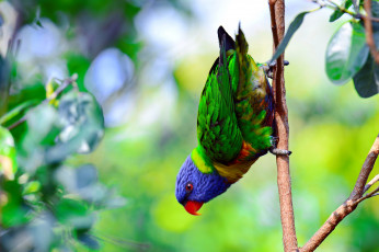 Картинка животные попугаи попугай