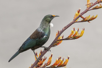 Картинка животные птицы птичка