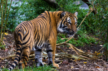 обоя животные, тигры, тигр