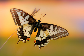 Картинка животные бабочки +мотыльки +моли бабочка