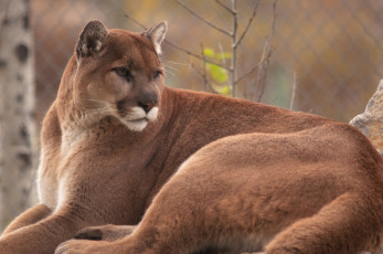 Картинка животные пумы пума